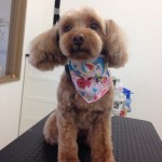 プードル　セレナちゃん２６７